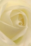 This evocative close-up captures the heart of a cream-white rose, drawing you into the intimacy and comfort that Waterloo's community is known for. The petals spiral inward with effortless softness, each fold delicate and matte, reminiscent of silk scarves seen at the Saturday market or gentle morning light through historic local windows. Subtle shadows nestle between each layer, weaving depth and feeling into the composition, while the overall luminance speaks of peace, quiet gratitude, and hope renewed. There is a palpable serenity here-the kind that brings solace during difficult times or marks the beginning of new ventures for neighbours along Baylis Road. As a florist in Waterloo, I see this rose as embodying pure reverence, perfect for sending heartfelt sympathy, admiration, or warm congratulations. The fragrance, though barely perceptible, lingers with an understated sweetness-like the memory of laughter shared along the South Bank. The image encapsulates not just the visual beauty of the flower but also the emotion and mindful care that go into selecting such a bloom for meaningful occasions, each petal a testament to both the flower's natural perfection and the artistry of a local bouquet crafted with genuine affection.